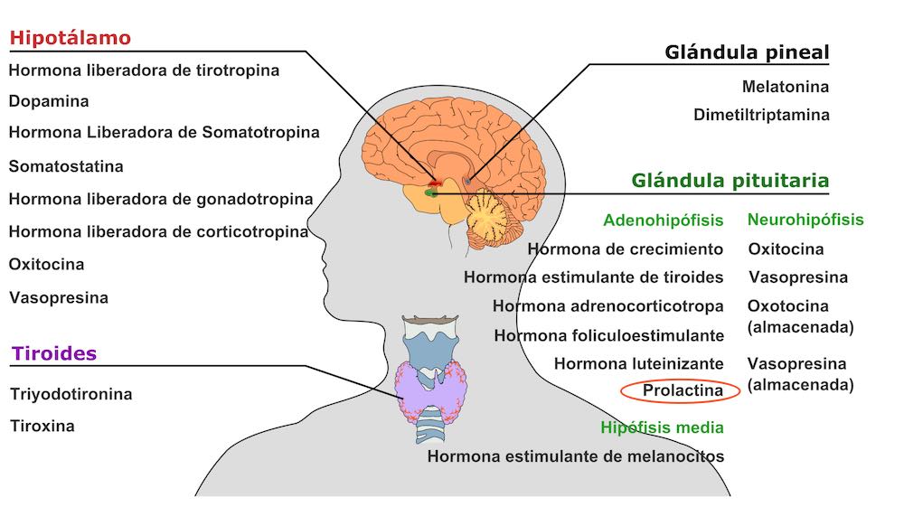 Prolactina: Funciones Clave y Curiosidades que Debes Conocer 2 prolactina funciones clave y curiosidades que debes conocer