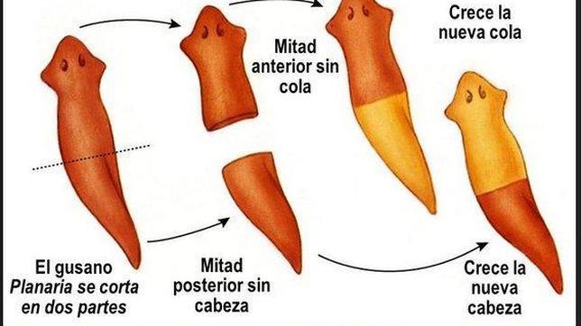 Psicología Experimental en Madrid: ¡Descubre sus M secretos! 2 psicologia experimental en madrid descubre sus m secretos