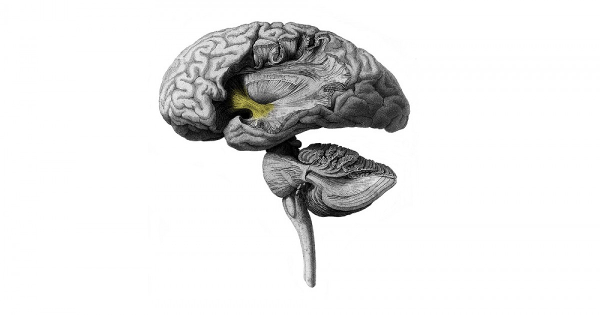Psicopatía: DESCUBRE qué OCURRE en la MENTE del PSICÓPATA 2 psicopatia descubre que ocurre en la mente del psicopata