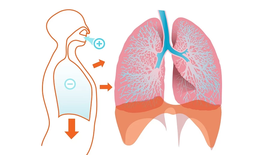 PULMONES: 5 FUNCIONES y CARACTERÍSTICAS ESENCIALES en Madrid 2 pulmones 5 funciones y caracteristicas esenciales en madrid