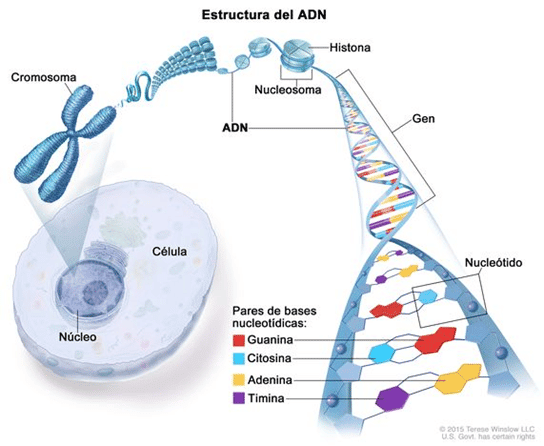Qué es el ADN - CARACTERÍSTICAS, PARTES y FUNCIONES CLAVES 2 que es el adn caracteristicas partes y funciones claves