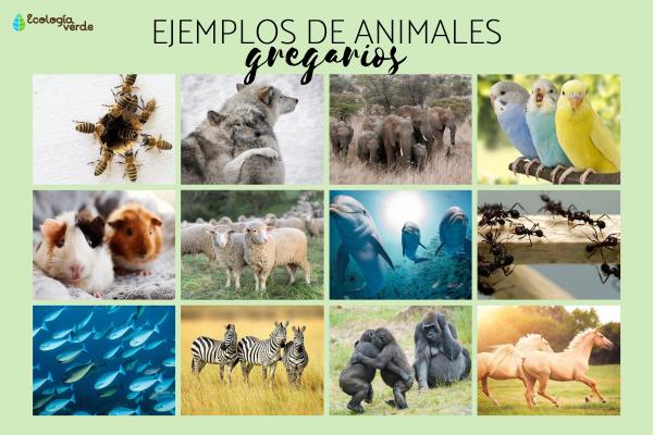 Qué es GREGARISMO Descubre su IMPORTANCIA y CARACTERÍSTICAS 2 que es gregarismo descubre su importancia y caracteristicas