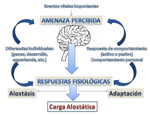 Qué es la Carga Alostática Características y Función Clave 2 que es la carga alostatica caracteristicas y funcion clave