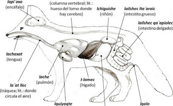 Qué es la ETONOLOGÍA - OBJETIVO y ESTUDIO de ANIMALES 2 que es la etonologia objetivo y estudio de animales