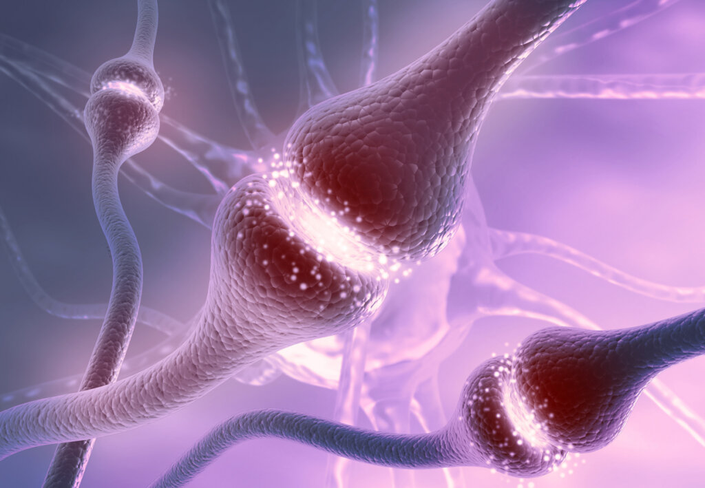 Qué es la SEROTONINA Descubre sus EFECTOS en tu CUERPO 2 que es la serotonina descubre sus efectos en tu cuerpo