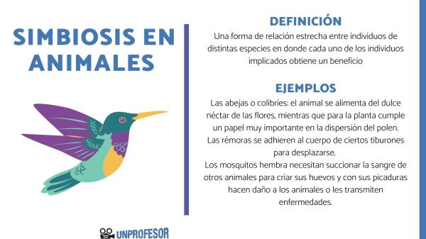 Qué es una RELACIÓN SIMBIÓTICA - Descubre su SIGNIFICADO 2 que es una relacion simbiotica descubre su significado