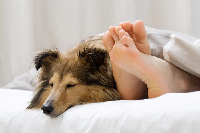 Qué SIGNIFICA SOÑAR con PERROS - Descubre su INTERPRETACIÓN 2 que significa sonar con perros descubre su interpretacion
