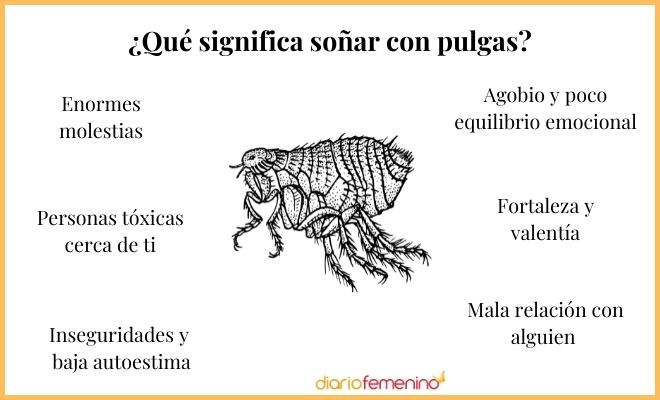 Qué SIGNIFICA SOÑAR con PULGAS - DESCUBRE su IMPORTANCIA 2 que significa sonar con pulgas descubre su importancia