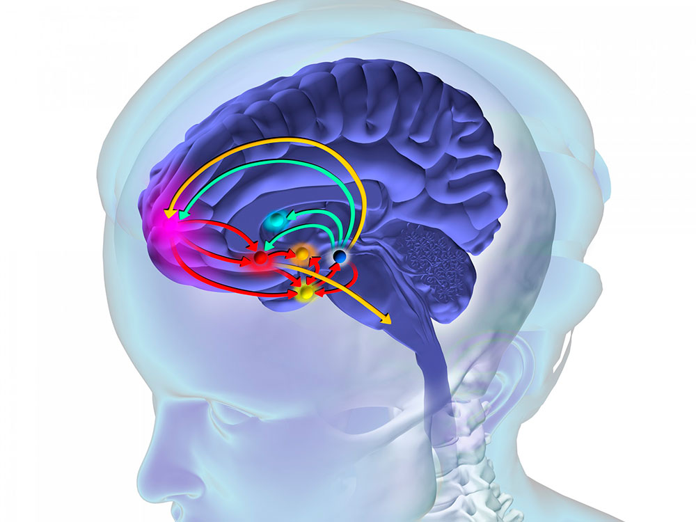 Química del Cerebro: Cómo Afecta Tu Vida en Madrid 2 quimica del cerebro como afecta tu vida en madrid