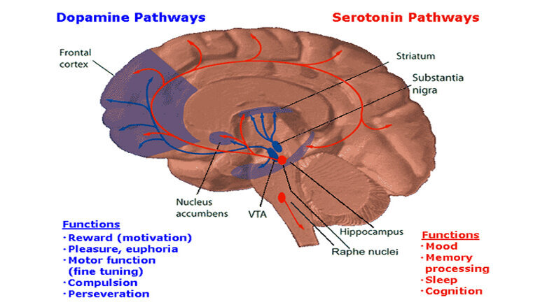 RAPHE NUCLEI: FUNCIONES CLAVE y SU RELEVANCIA en el CEREBRO 2 raphe nuclei funciones clave y su relevancia en el cerebro