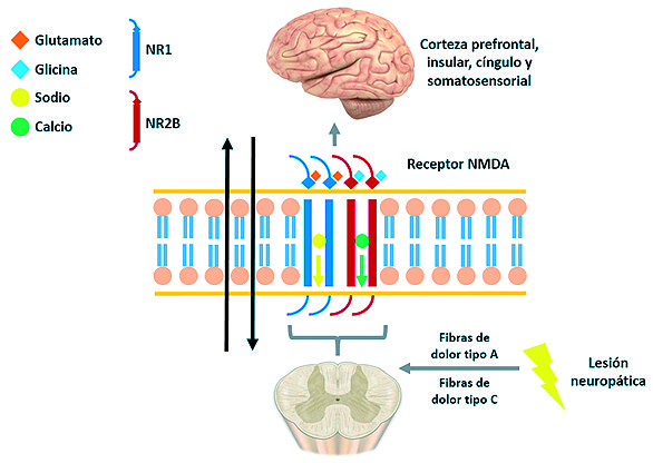 Receptor NMDA: FUNCIONES CLAVE en el SISTEMA NERVIOSO 20 receptor nmda funciones clave en el sistema nervioso
