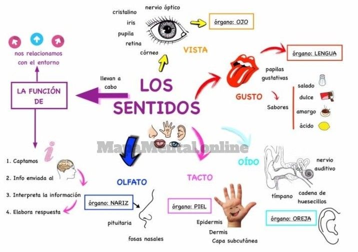 recuerdos que evocan nuestros cinco sentidos descubrelos