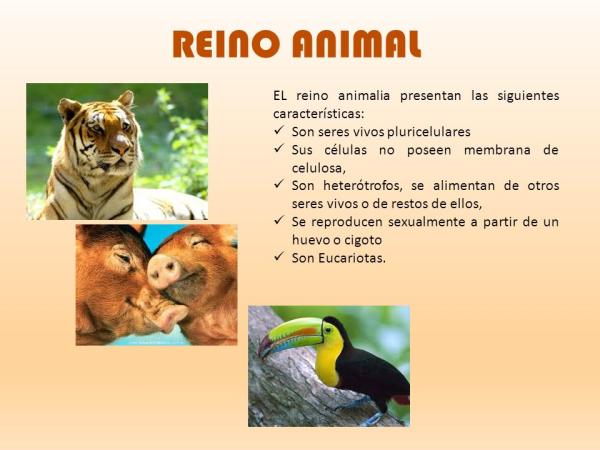 REINO ANIMAL: Características y CLASIFICACIÓN Esencial 2 reino animal caracteristicas y clasificacion esencial