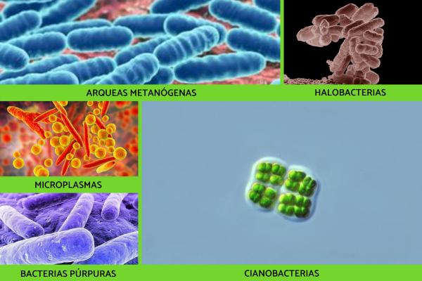 Reino Monera: 8 Características que Te Sorprenderán 2 reino monera 8 caracteristicas que te sorprenderan