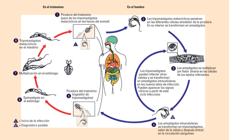 Replicación Viral: Descubre las Claves para el Éxito Rápido 2 replicacion viral descubre las claves para el exito rapido