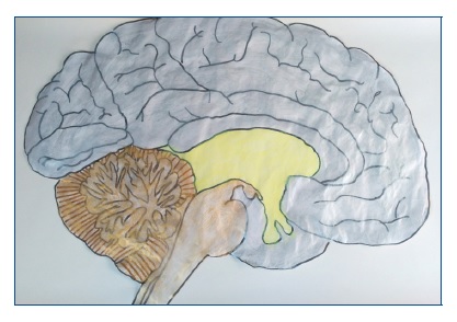 REPTILIANOS y el CEREBRO: Poder y ADICCIÓN al CONTROL 2 reptilianos y el cerebro poder y adiccion al control