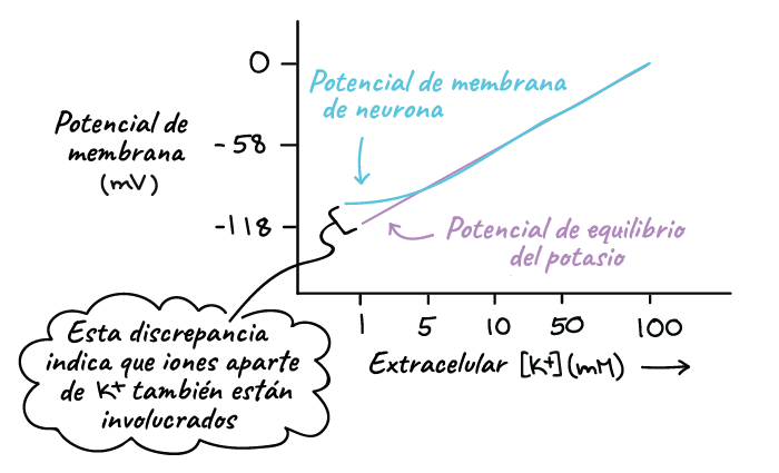 resting membrane potential que es y sus efectos clave