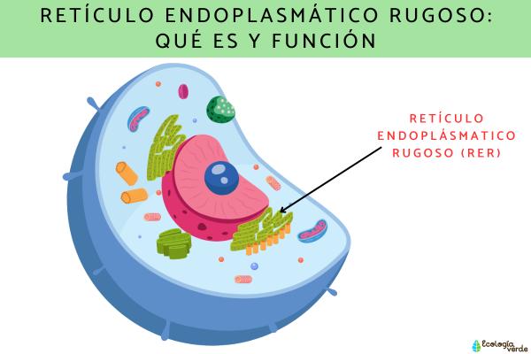 Retículo Endoplásmico Rugoso: Funciones y Curiosidades Clave 30 reticulo endoplasmico rugoso funciones y curiosidades clave