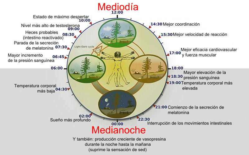ritmos circadianos descubre su importancia en tu salud
