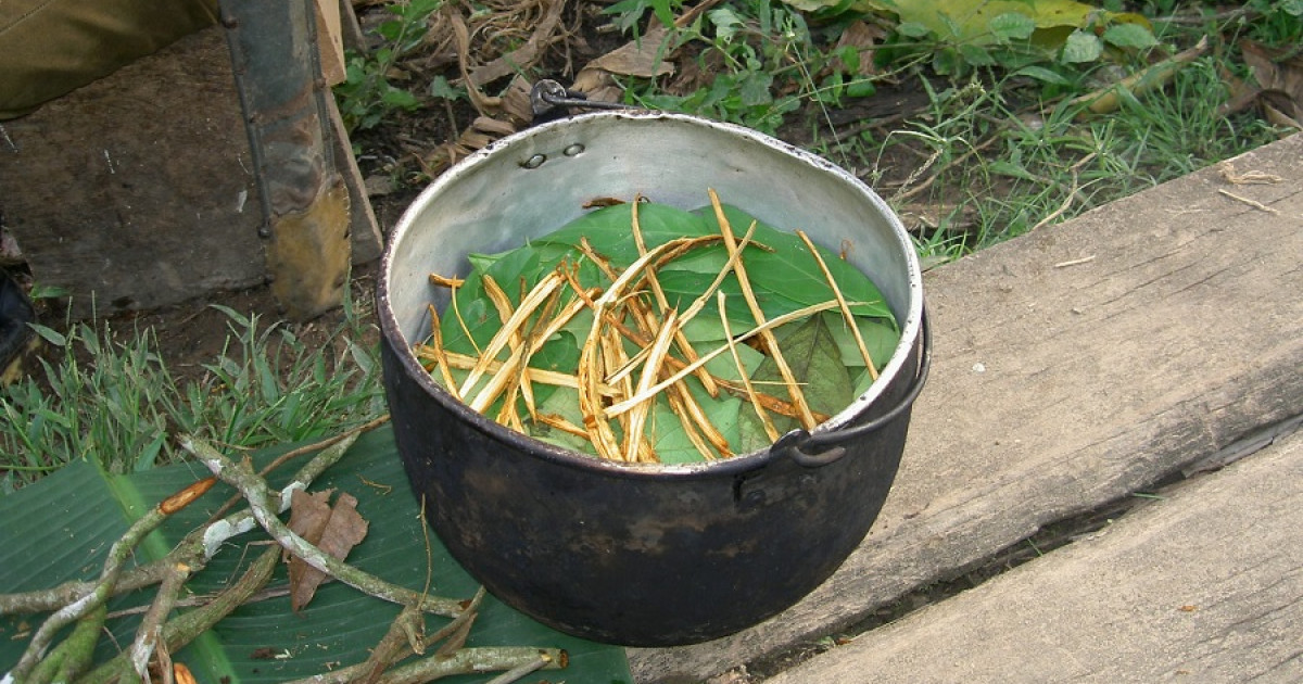 RITUAL de AYAHUASCA: GUÍA COMPLETA y RIESGOS a CONSIDERAR 2 ritual de ayahuasca guia completa y riesgos a considerar