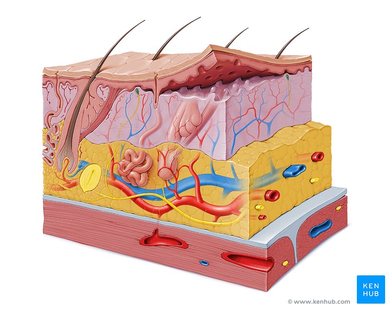 Ruffini CORPUSCLES: FUNCIÓN y SIGNIFICADO en Terapia 2 ruffini corpuscles funcion y significado en terapia