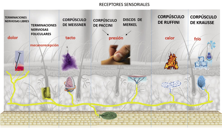 Ruffini RECEPTOR: Definición y FUNCIÓN Esencial en Terapia 2 ruffini receptor definicion y funcion esencial en terapia