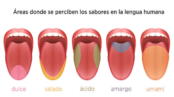 SABORES de la LENGUA - DESCUBRE los 5 TIPOS PRIMARIOS 2 sabores de la lengua descubre los 5 tipos primarios