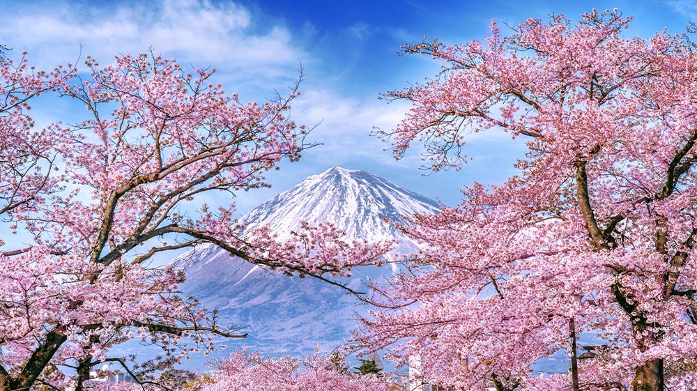 Sakura JAPONESA: Descubre su SIGNIFICADO y BELLEZA ÚNICA 2 sakura japonesa descubre su significado y belleza unica