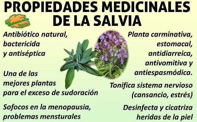 salvia propiedades y beneficios de esta planta asombrosa