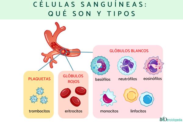 SANGUÍNEO: Qué es Descubre su SIGNIFICADO y CARACTERÍSTICAS 2 sanguineo que es descubre su significado y caracteristicas