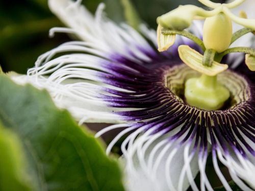 SEDANTE NATURAL: 9 Tranquilizantes que Debes Conocer 7 sedante natural 9 tranquilizantes que debes conocer
