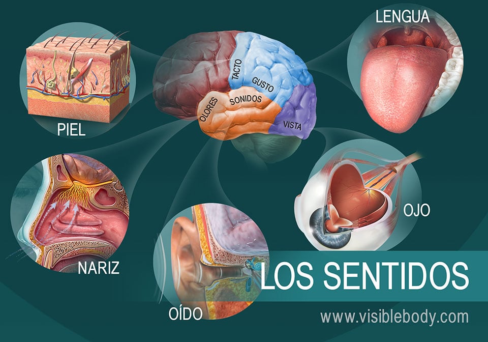 SENTIDOS y OLFATO: Descubre su IMPACTO en tu VIDA Diaria 2 sentidos y olfato descubre su impacto en tu vida diaria