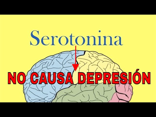 Serotonina y Depresión: La Verdad Que Necesitas Saber 2 serotonina y depresion la verdad que necesitas saber