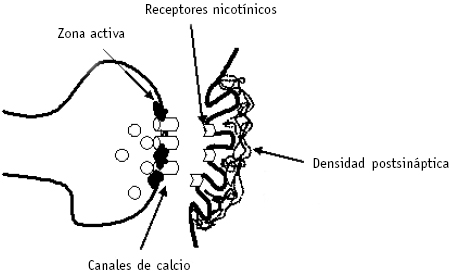 Sinapsis Neuromuscular: Su Función Clave Revelada 2 sinapsis neuromuscular su funcion clave revelada