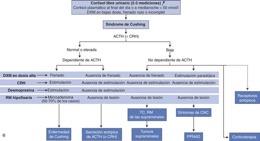 Síndrome de Cushing: Síntomas y Tratamientos Reveladores 2 sindrome de cushing sintomas y tratamientos reveladores