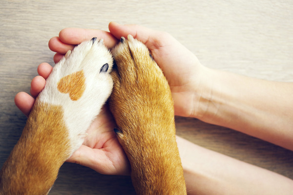 SÍNDROME DE NOÉ: Descubre su IMPACTO en los ANIMALES 2 sindrome de noe descubre su impacto en los animales