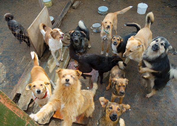 sindrome de noe en gatos y perros causas y soluciones