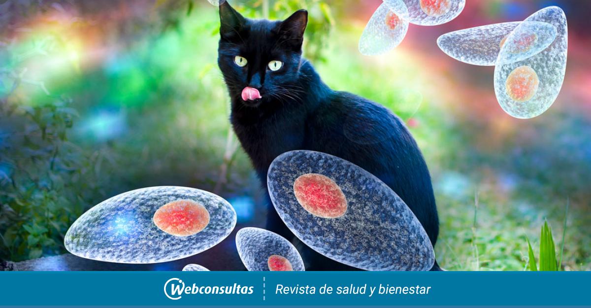 Síntomas de Toxoplasmosis: Impacto Sorprendente en tu Mente 2 sintomas de toxoplasmosis impacto sorprendente en tu mente