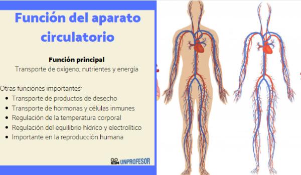 sistema circulatorio descubre sus funciones clave
