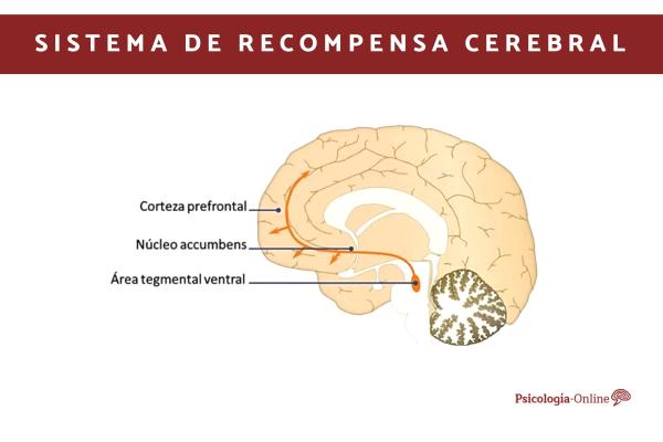 Sistema de RECOMPENSA CEREBRAL - Qué es y Cómo FUNCIONA 2 sistema de recompensa cerebral que es y como funciona