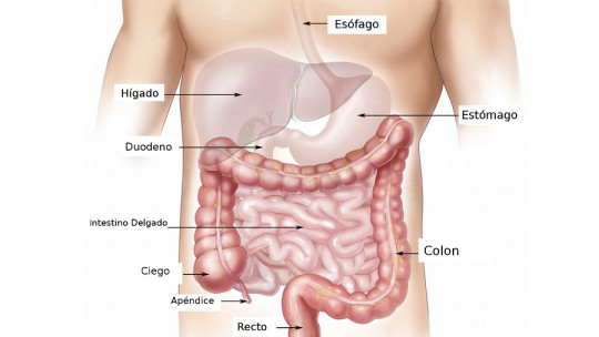 sistema digestivo anatomia y funciones esenciales en madrid