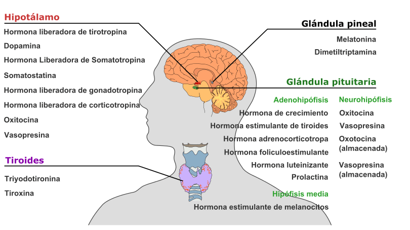 Sistema Endocrino: Descubre sus Funciones Esenciales 2 sistema endocrino descubre sus funciones esenciales