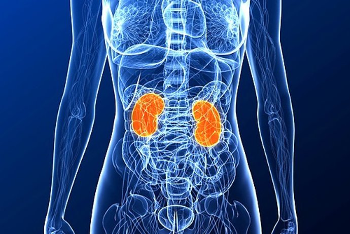 sistema excretor prevencion y cuidado para una salud optima