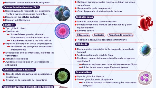 Sistema Inmunitario: FUNCIONES Esenciales y su IMPORTANCIA 2 sistema inmunitario funciones esenciales y su importancia