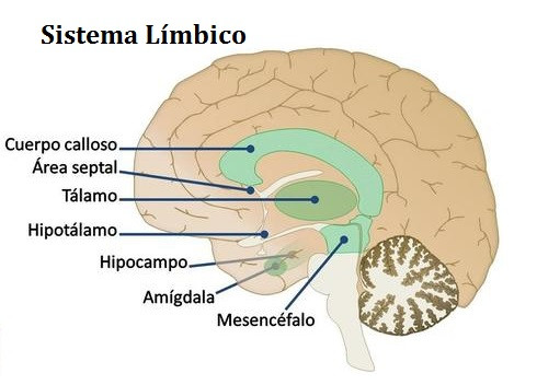 Sistema LÍMBICO y EMOCIONES: Clave para tu CEREBRO 2 sistema limbico y emociones clave para tu cerebro