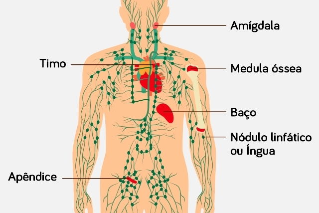 sistema linfatico partes y funciones clave para la salud