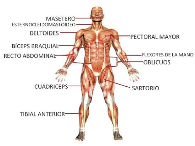 Sistema Muscular: Funciones Clave y Partes Esenciales 2 sistema muscular funciones clave y partes esenciales