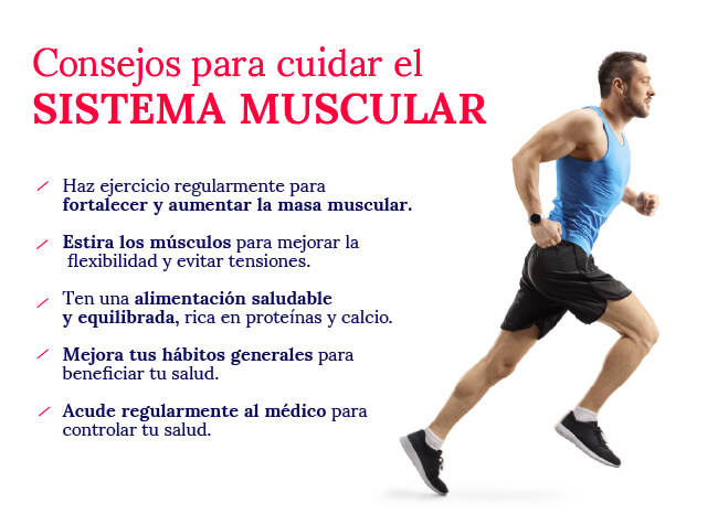 sistema muscular funciones y claves para tu salud