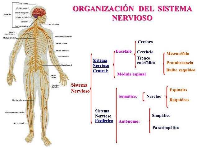 Sistema Nervioso CENTRAL: ESTRUCTURA y FUNCIONES Esenciales 2 sistema nervioso central estructura y funciones esenciales