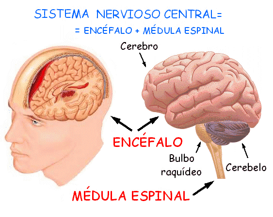 Sistema Nervioso Central: Funciones y Claves Esenciales 2 sistema nervioso central funciones y claves esenciales